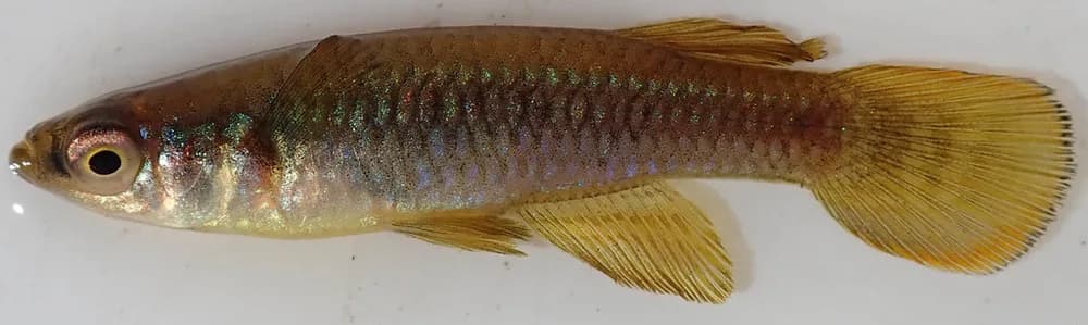 Johnston's Topminnow