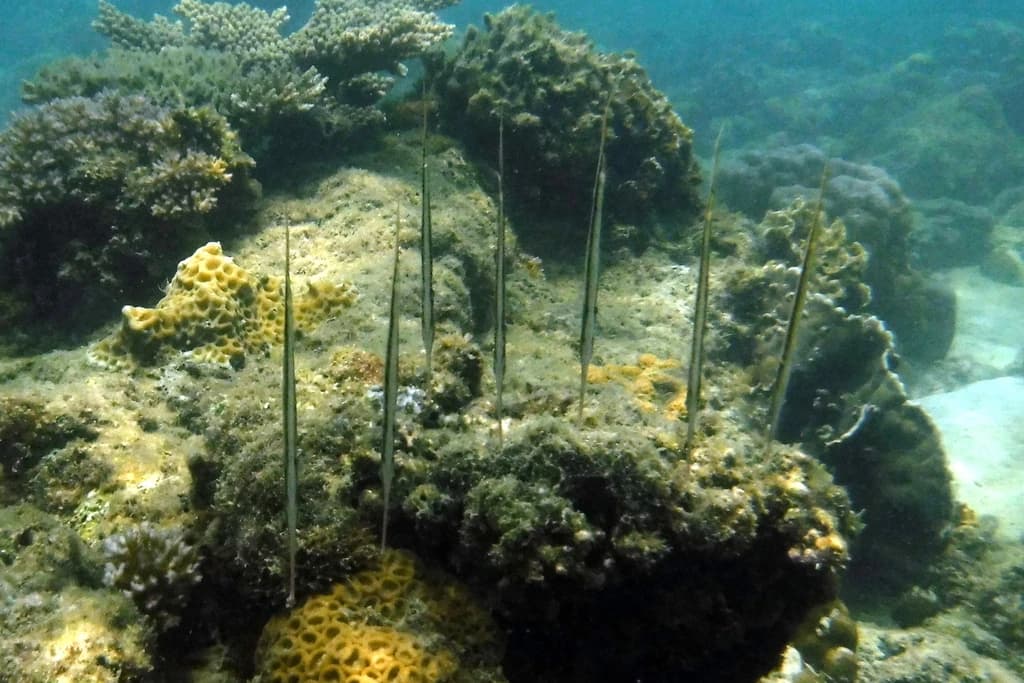 Jointed Razorfish