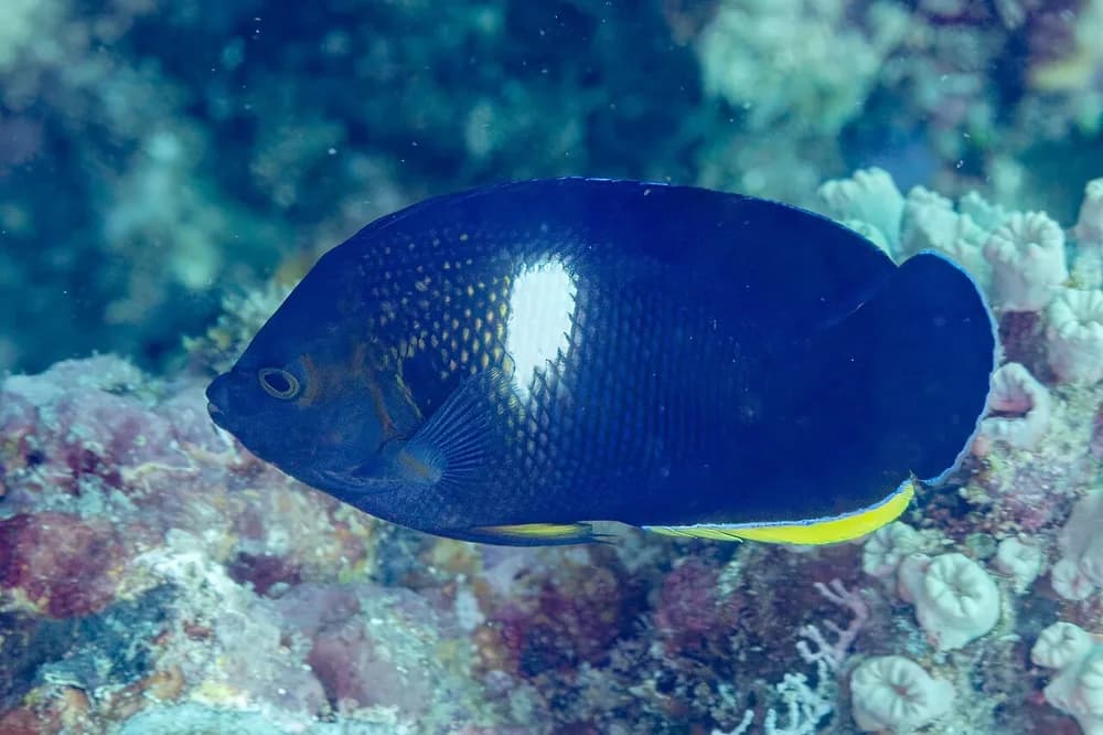 Keyhole Angelfish