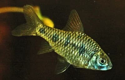 Khavli Barb