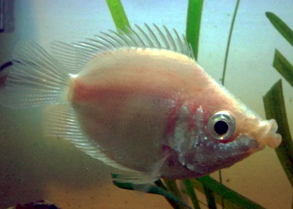 Kissing Gourami