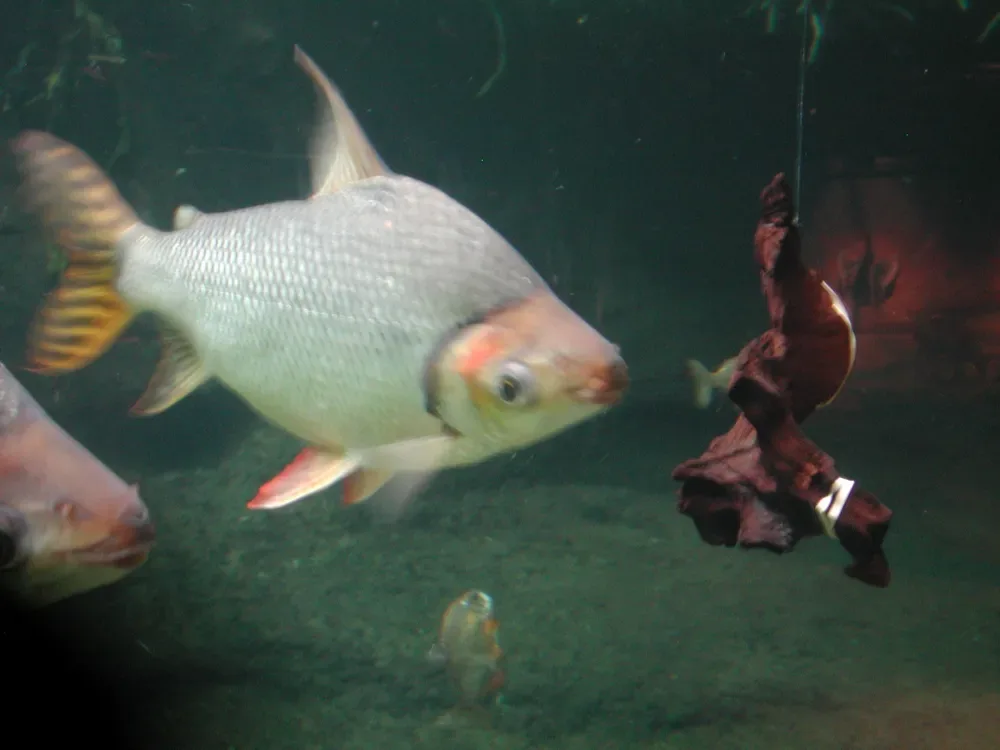 Kissing Prochilodus