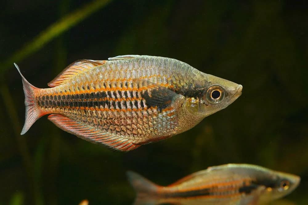 Lakamora Rainbowfish