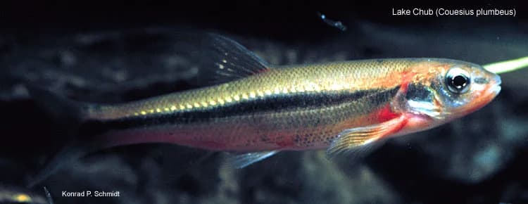 Lake Chub