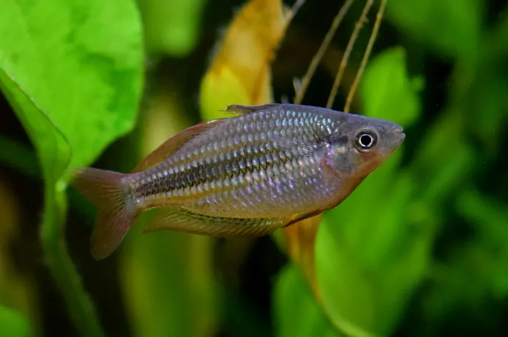 Lake Eacham Rainbowfish
