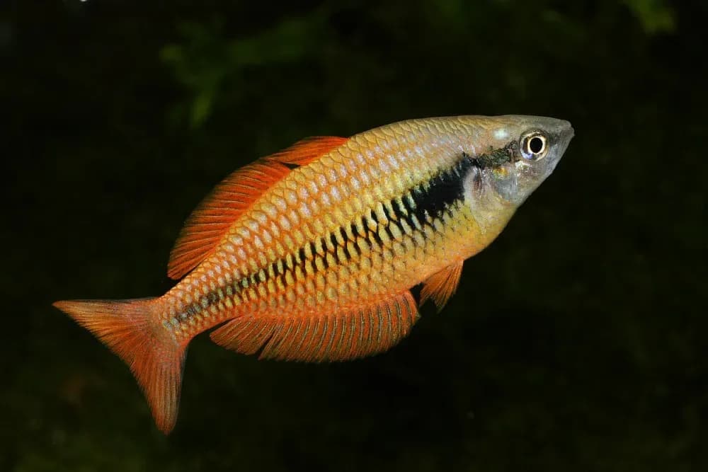 Lake Kuromai Rainbowfish