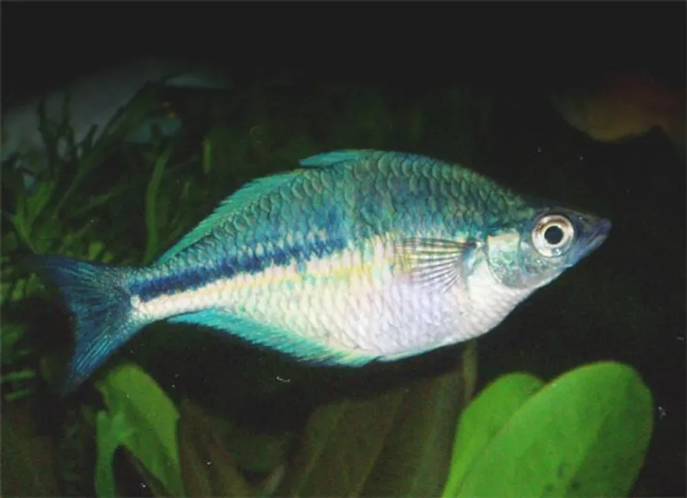 Lake Kutubu Rainbowfish