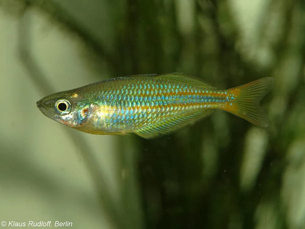 Lake Tebera Rainbowfish