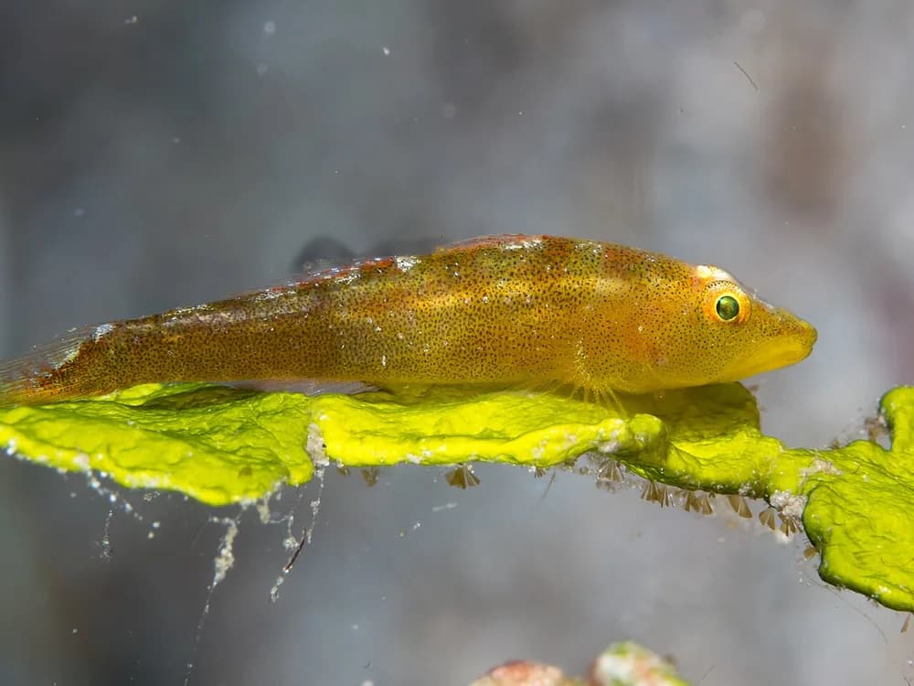 Large Whip Goby