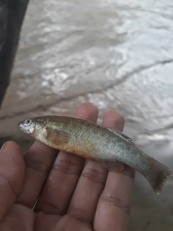 Largelip Killifish
