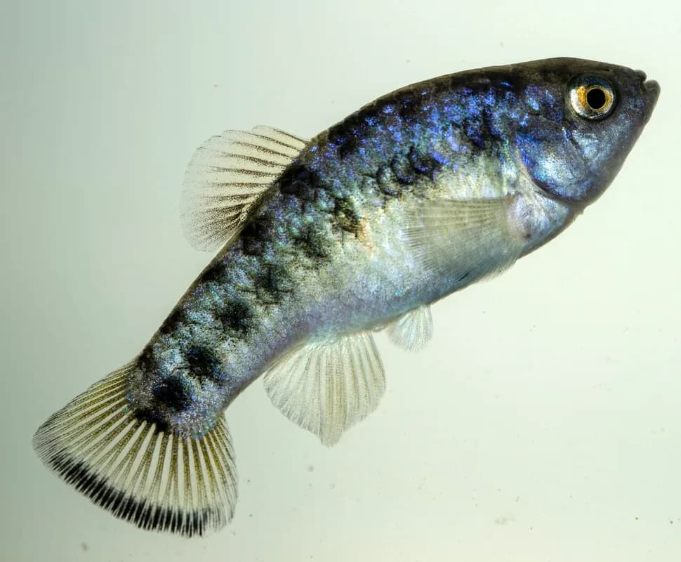 Largescale Pupfish
