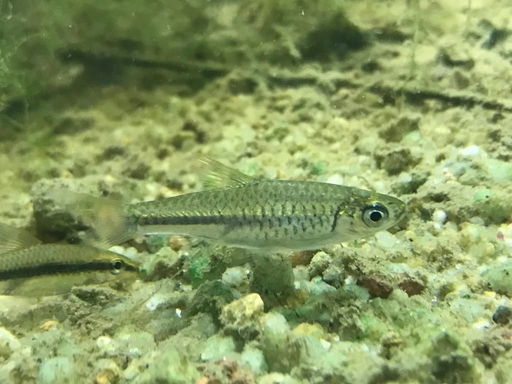 Largescaled Rasbora