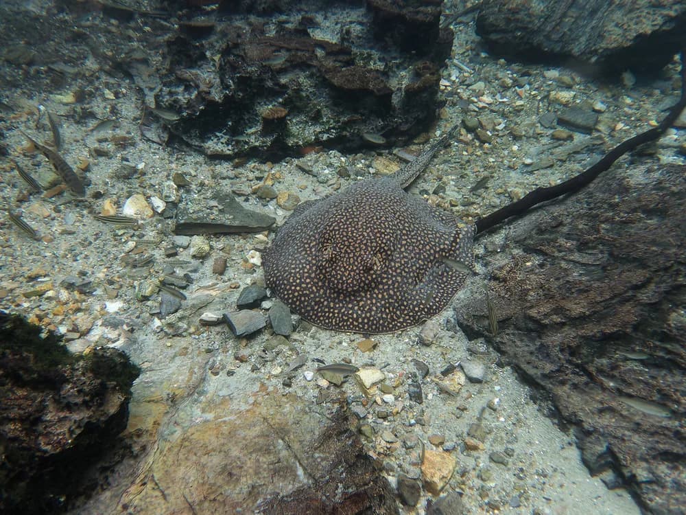 Largespot River Stingray