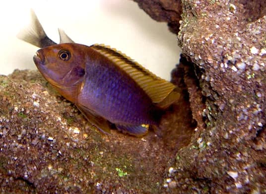 Lavender Mbuna