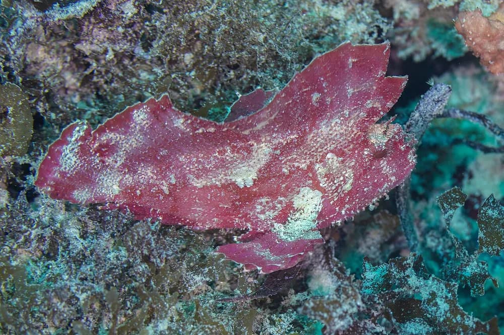 Leaf Scorpionfish