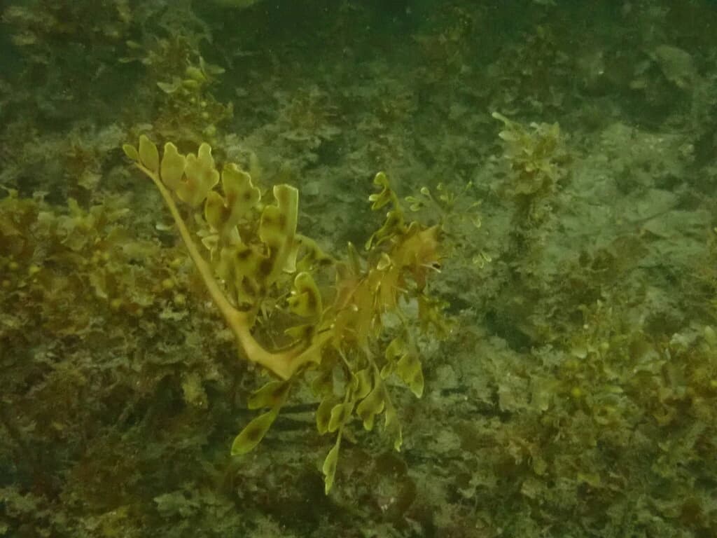 Leafy Seadragon