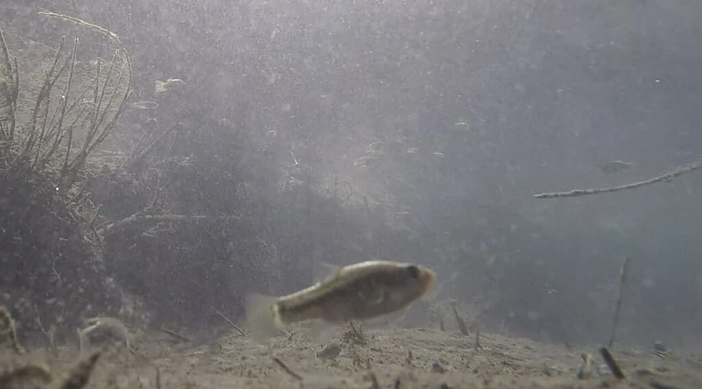 Leon Springs Pupfish
