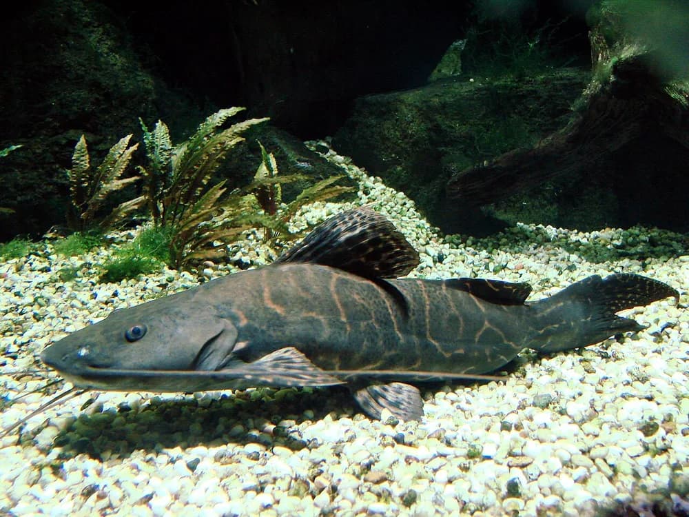 Leopard Catfish