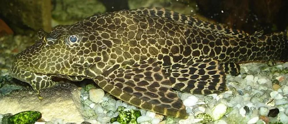 Leopard Pleco