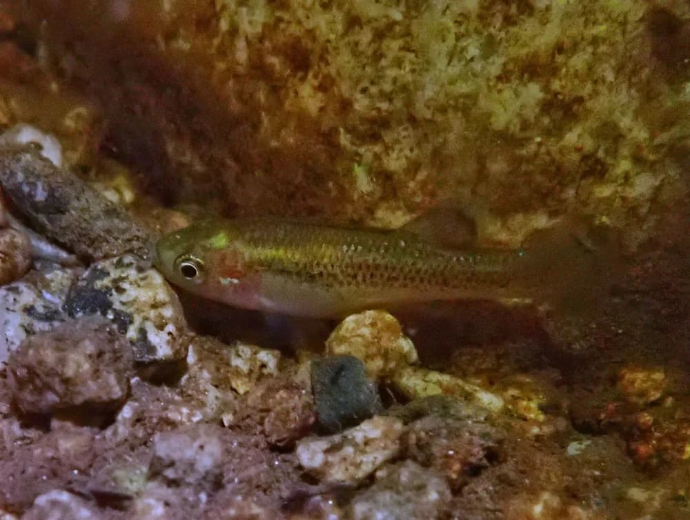 Leopard Splitfin