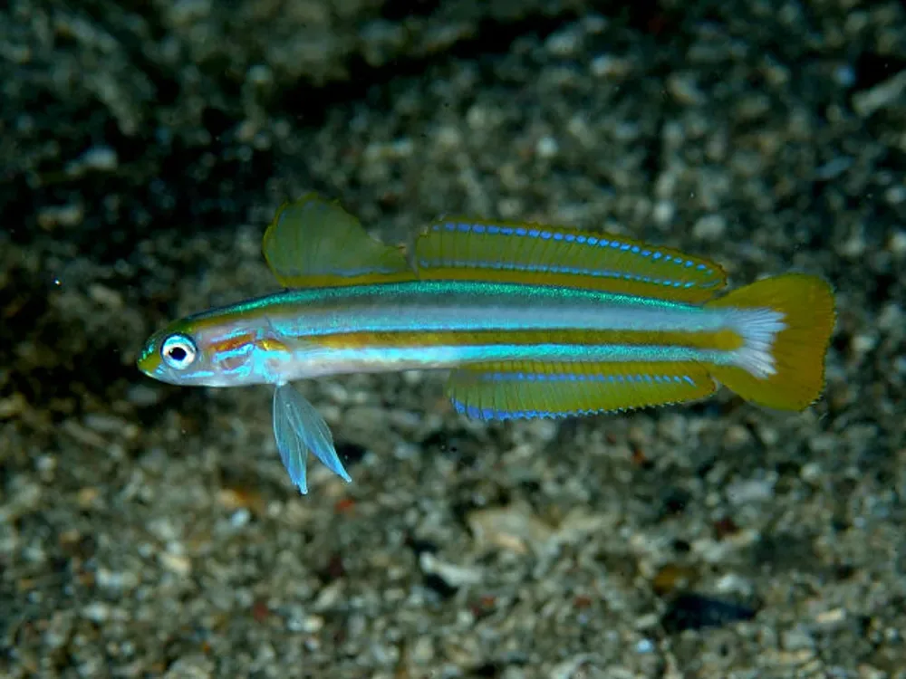 Lined Dartfish