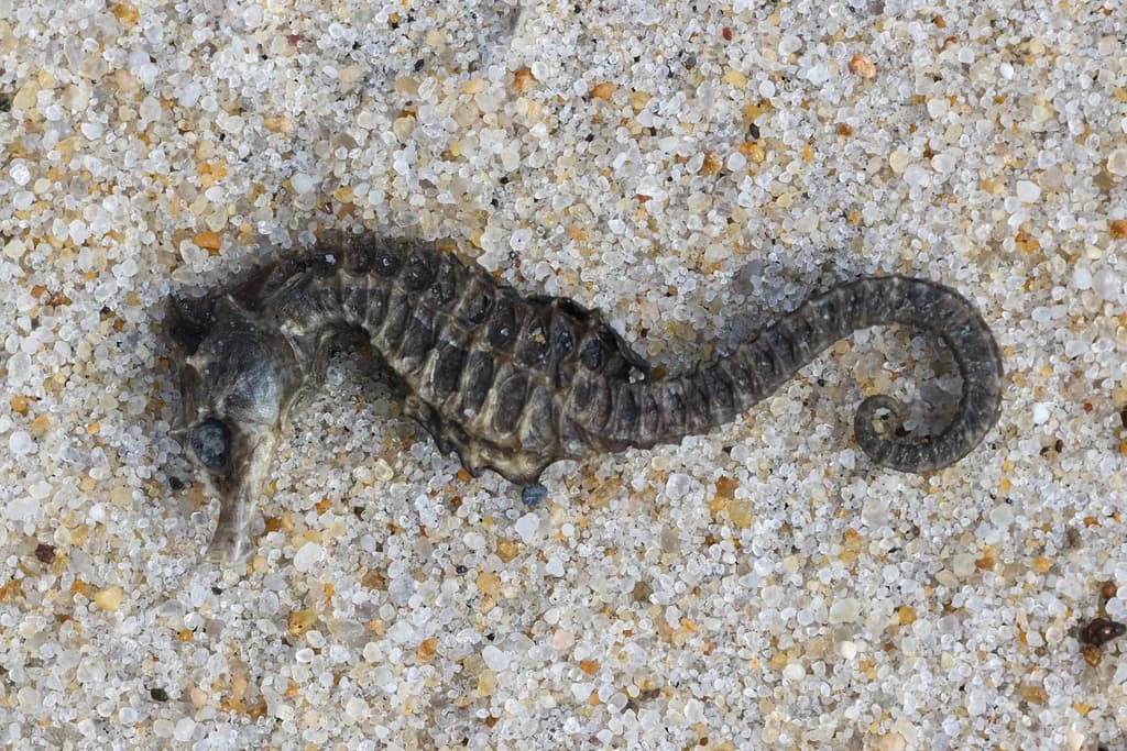 Lined Seahorse