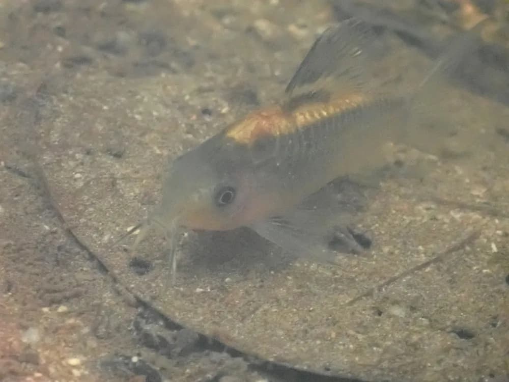 Little Corydoras