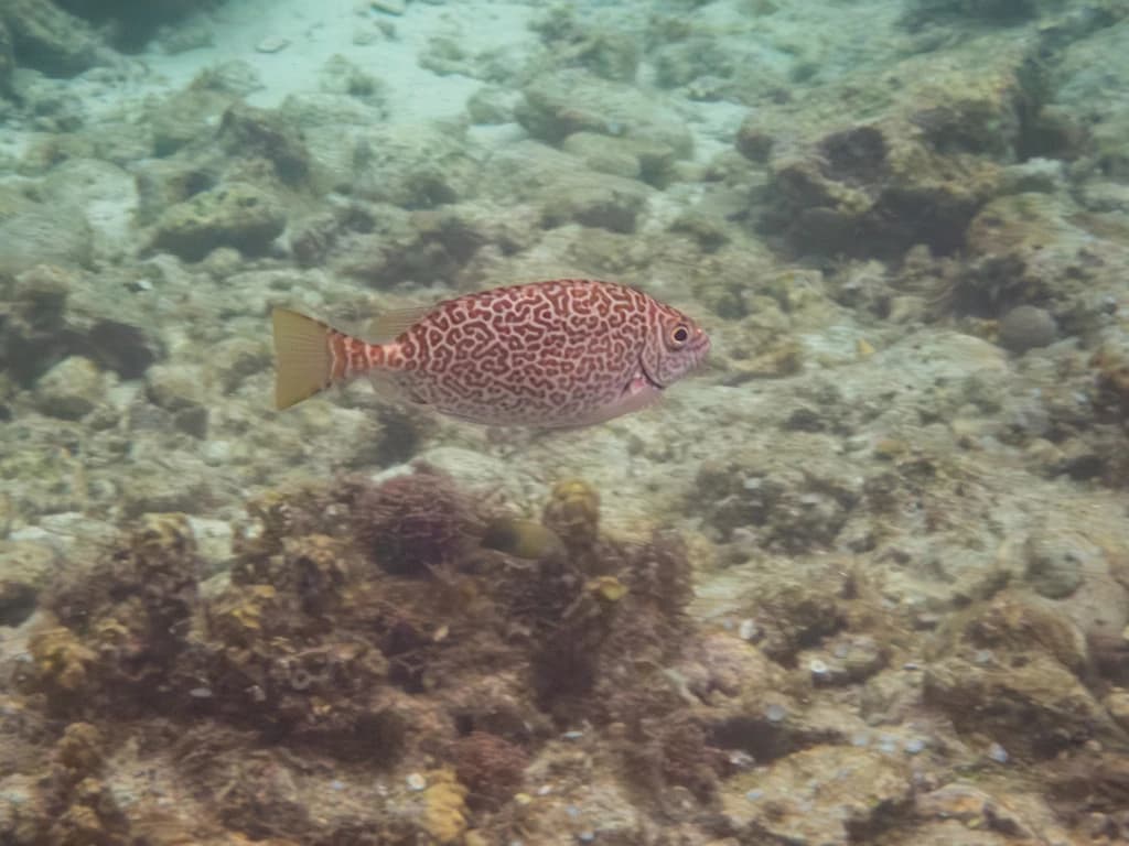 Little Spinefoot