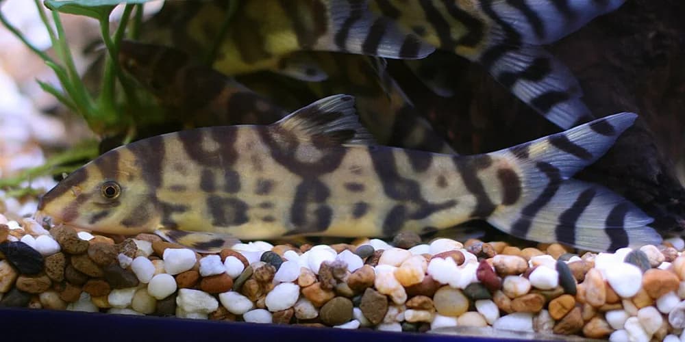 Loach