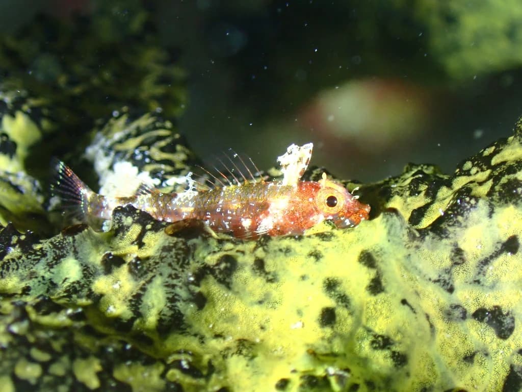 Lofty Triplefin