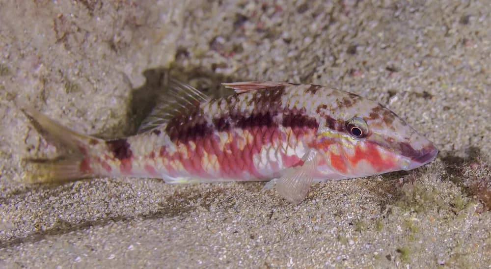 Long-Barbel Goatfish