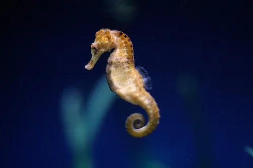 Long-Snouted Seahorse