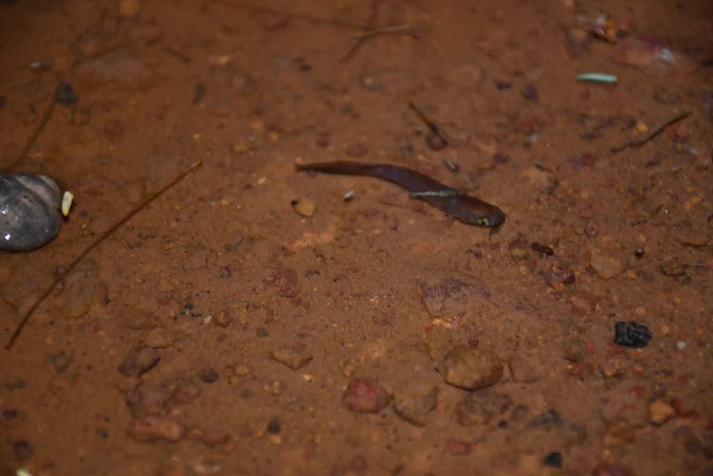 Longfin Killie