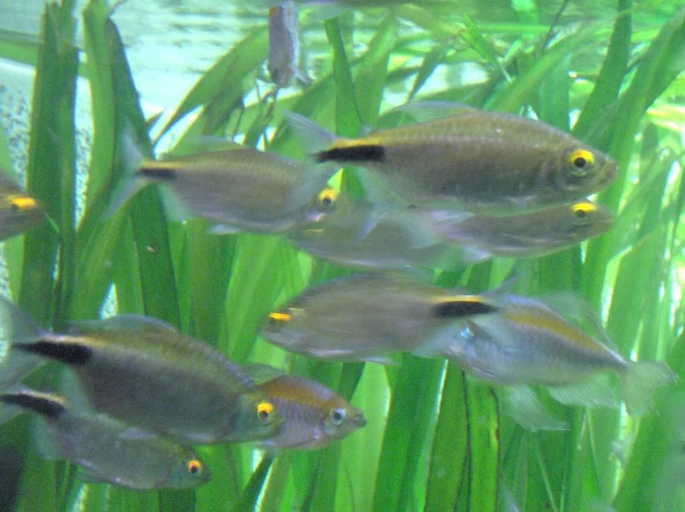 Longfin Tetra