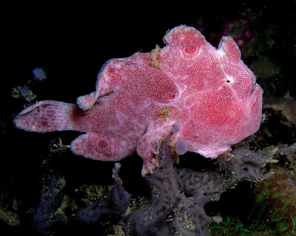 Longlure Frogfish