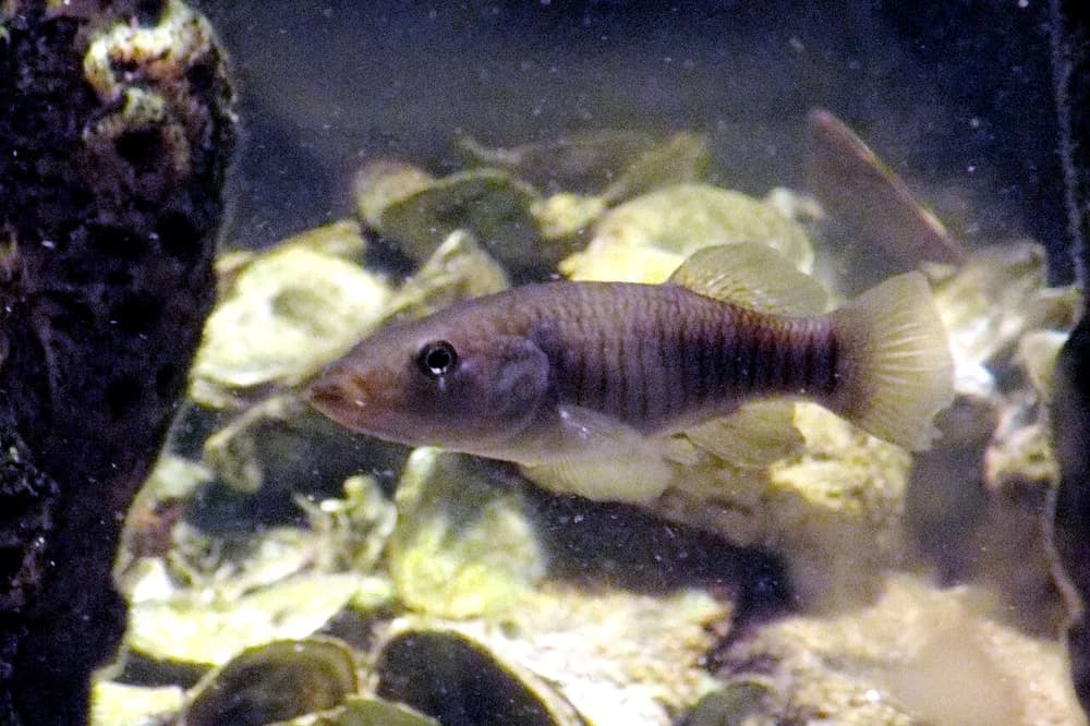 Longnose Killifish
