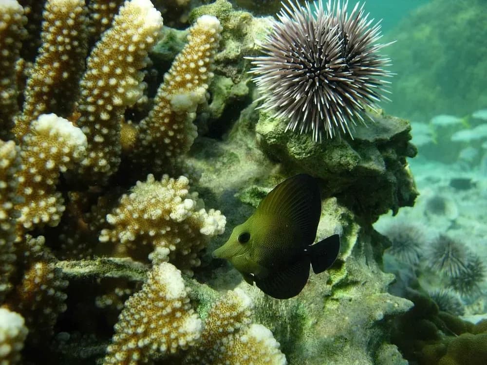 Longnose Surgeonfish