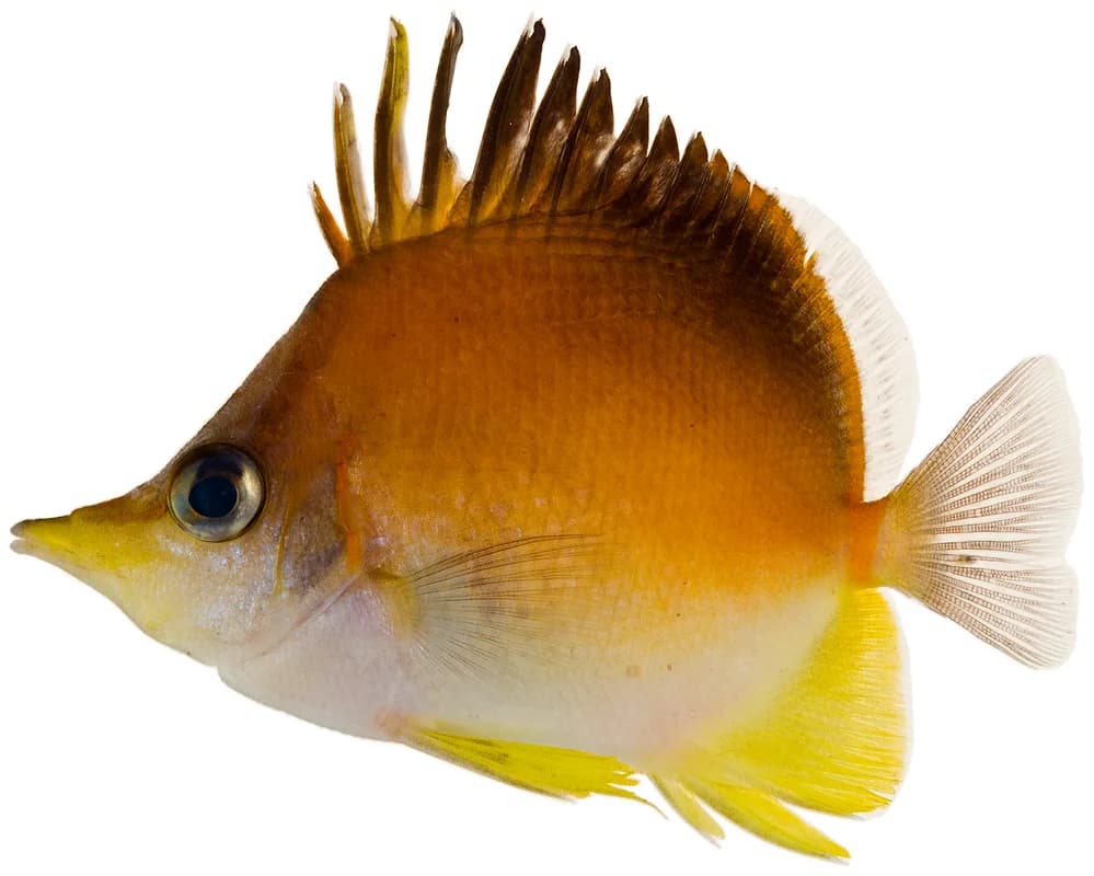 Longsnout Butterflyfish