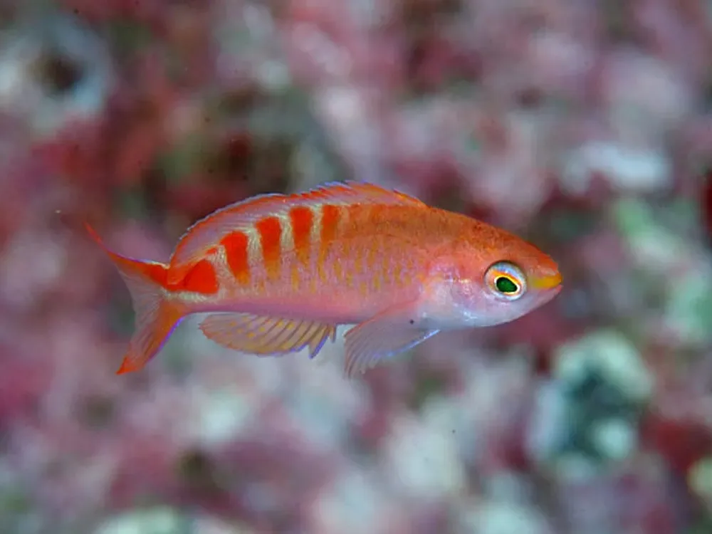 Lori's Anthias
