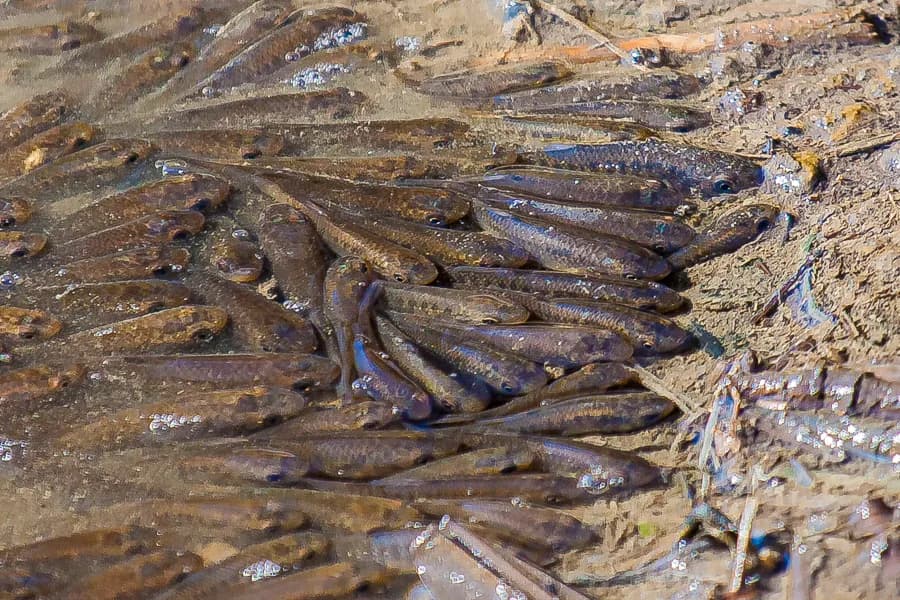 Lover's Lake Killifish