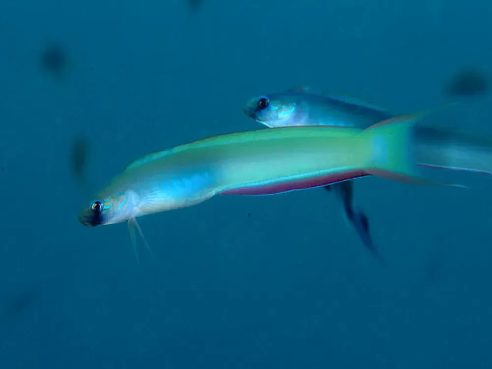 Lyre-Tail Dart-Goby