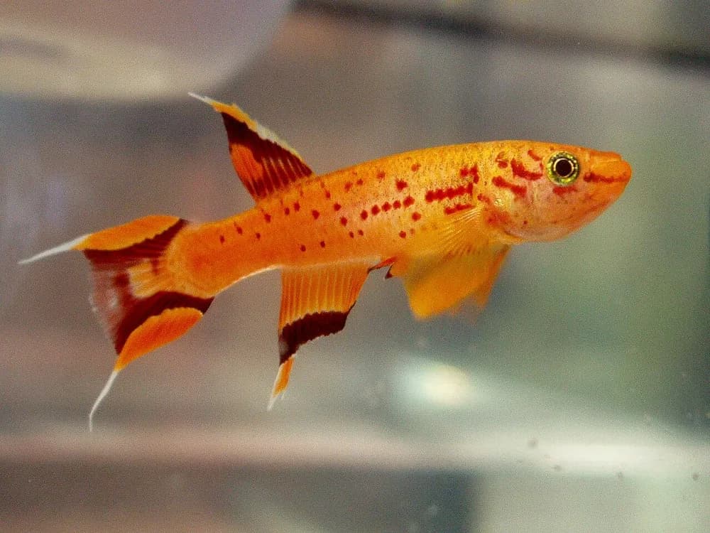 Lyretail Panchax