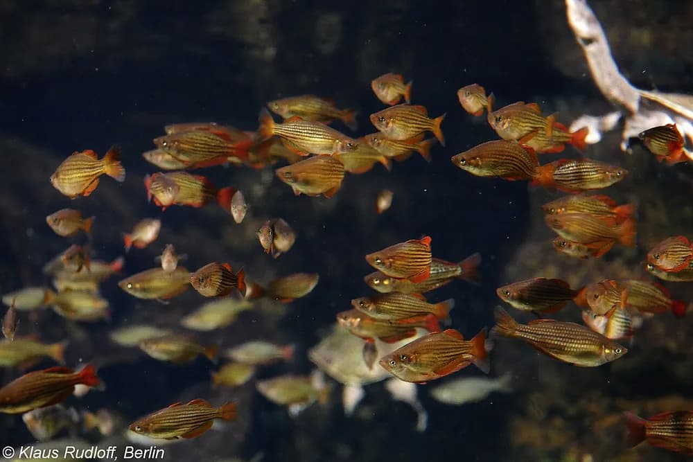Macculloch's Rainbowfish