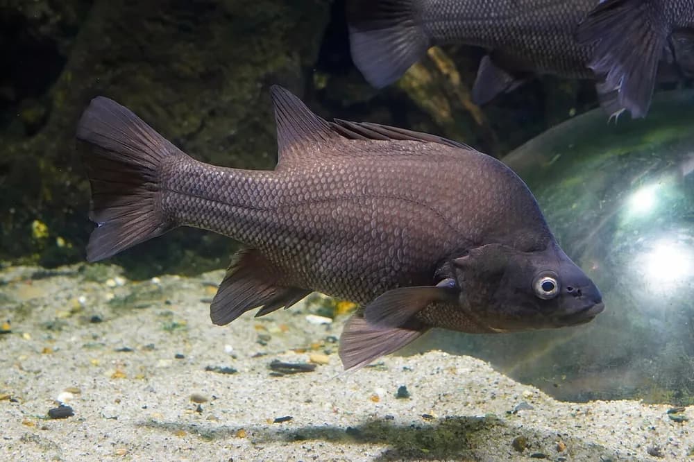 Macquarie Perch
