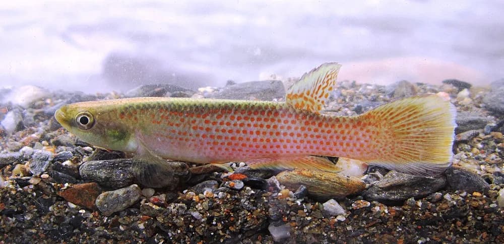 Magdalena Rivulus