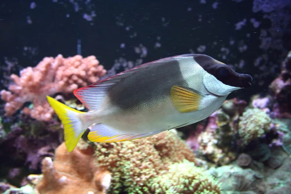 Magnificent Rabbitfish