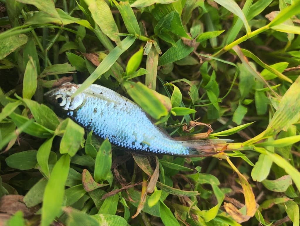 Malabar Danio