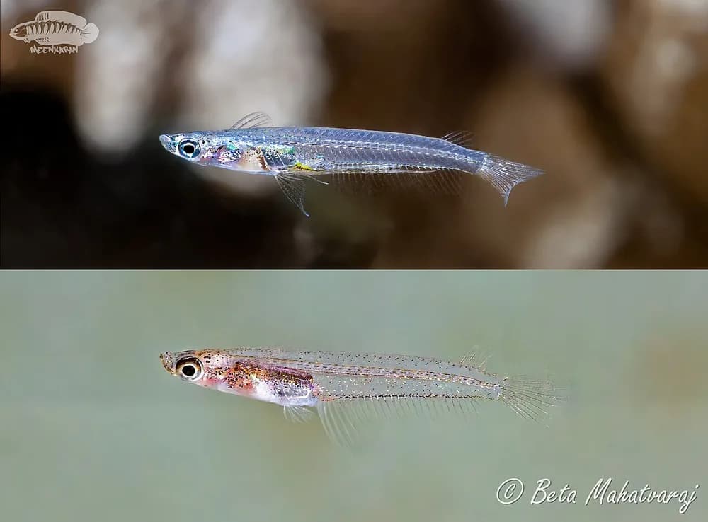 Malabar Ricefish