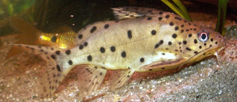 Malawi Squeaker
