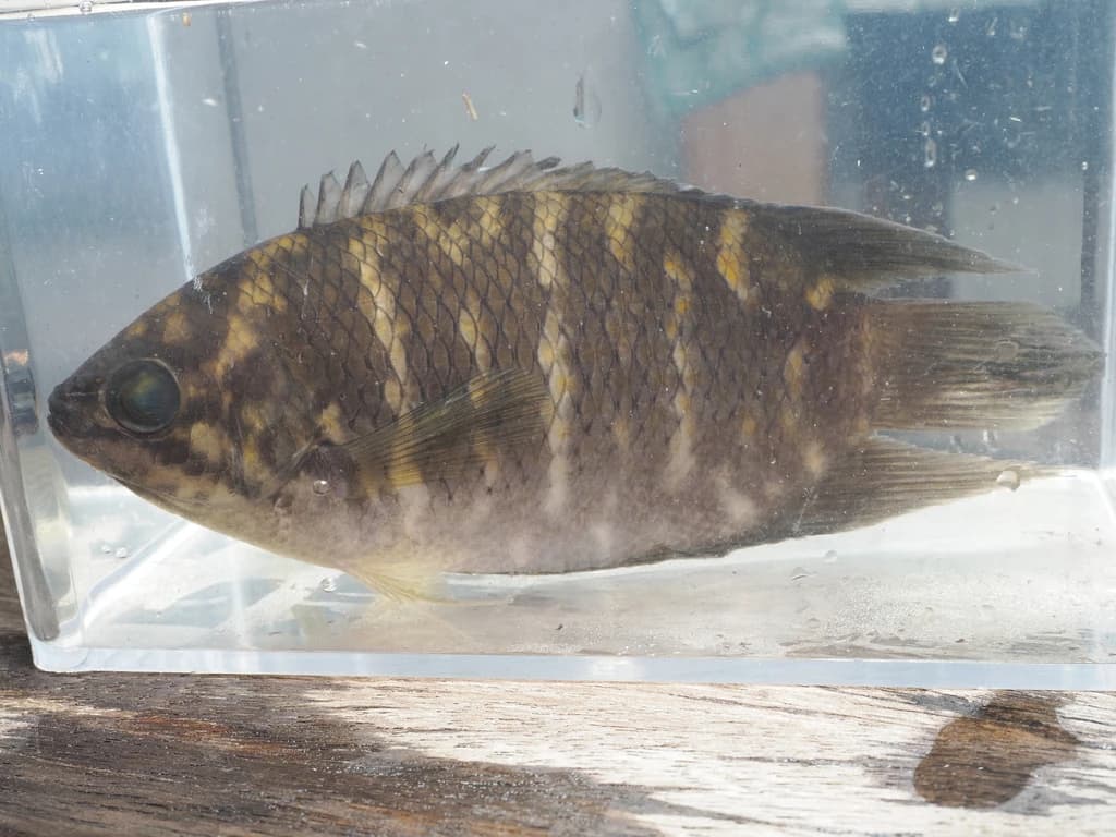 Malay Combtail